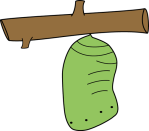 butterfly-chrysalis